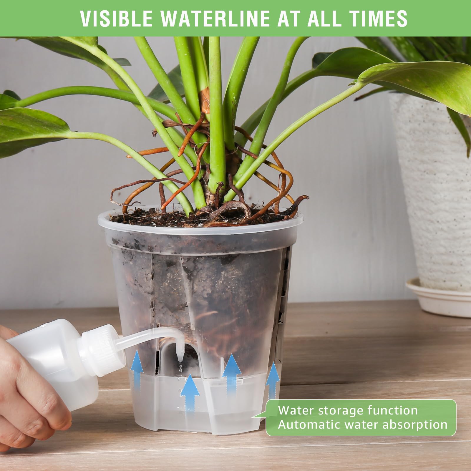 GREENPARA self-watering pot with matte finish complements decor.
