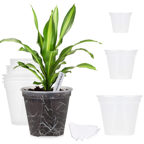 GREENPARA transparent planter large top view shows clear root space for easy care