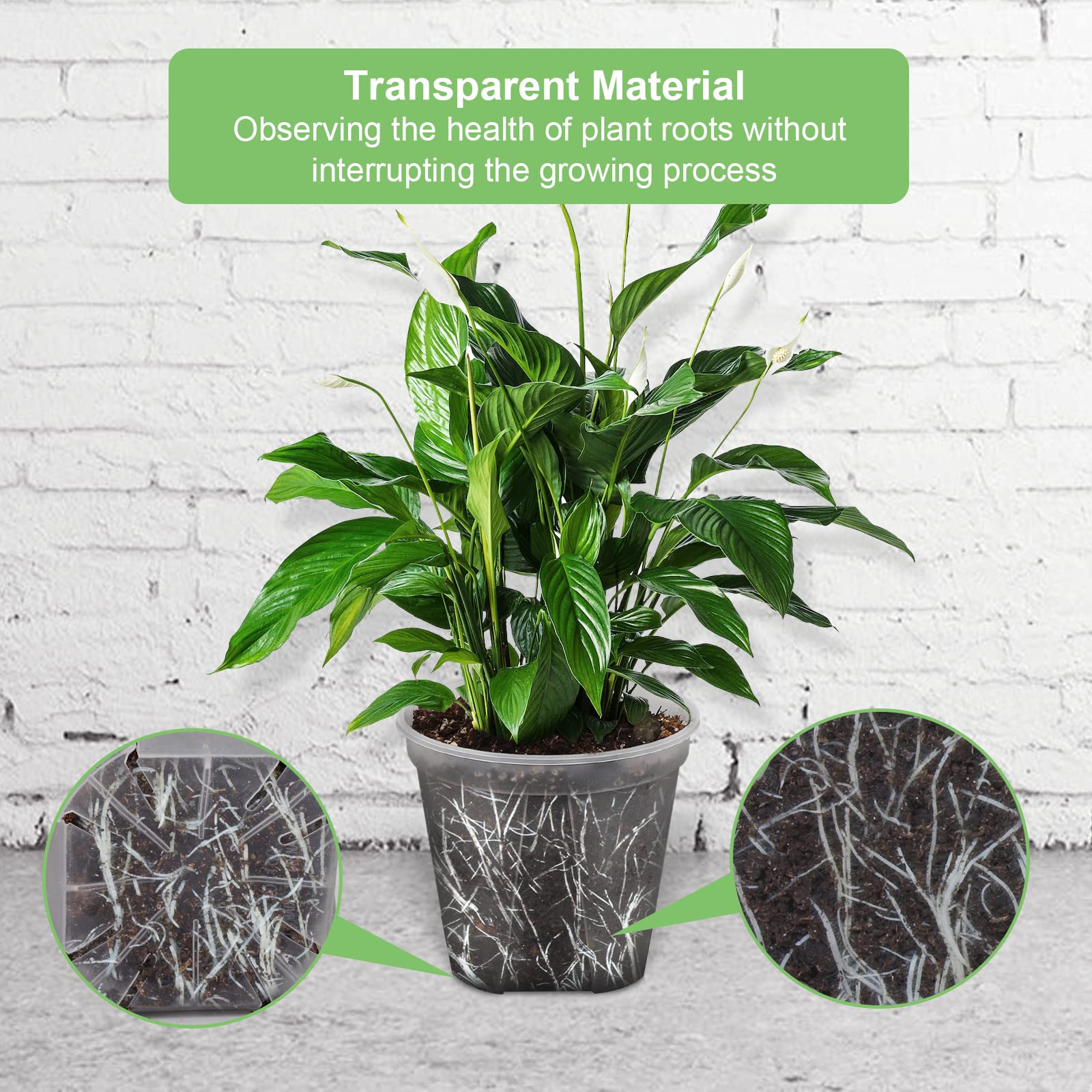 GREENPARA transparent planter small top view ideal for herbs