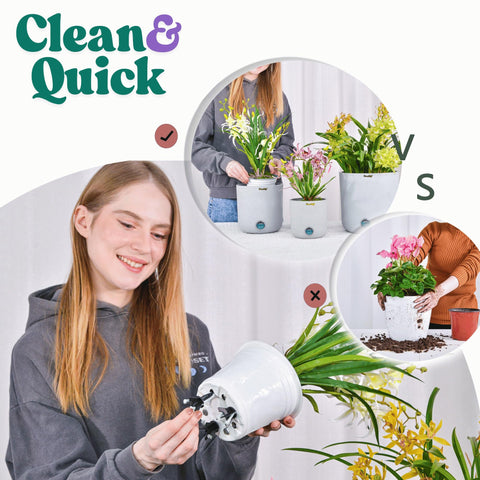 Medium-size GreenShip spikes in a larger pot for balanced moisture