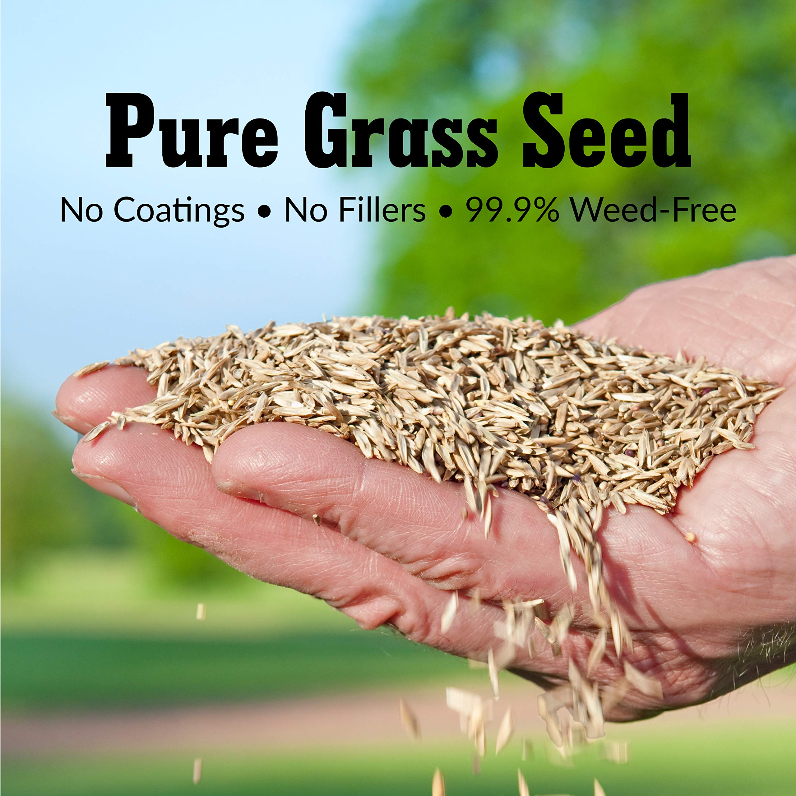 GreenView Pure Grass Seed KB Blend dense lawn turf illustrates lush texture.