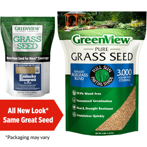 GreenView Pure Grass Seed closeup of uniform Kentucky bluegrass grains