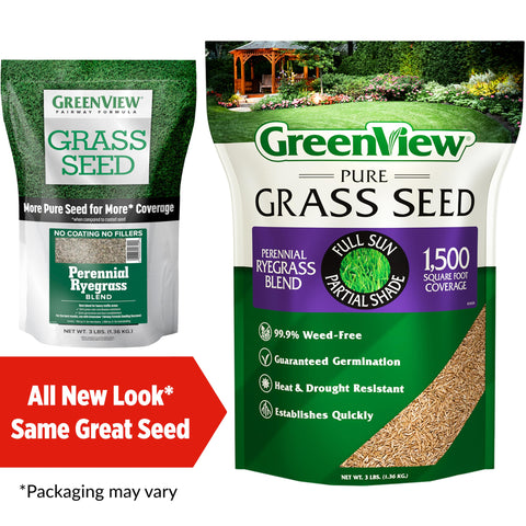Lawn bare spots ready for overseeding with GreenView Pure Grass Seed.