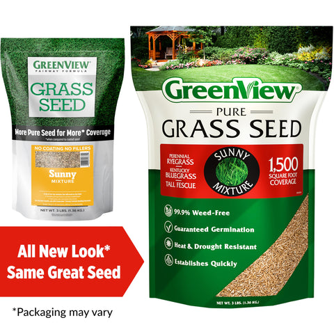 Close-up of GreenView Pure Grass Seed Sunny Mix seeds with a nearly weed-free blend for clean lawns.