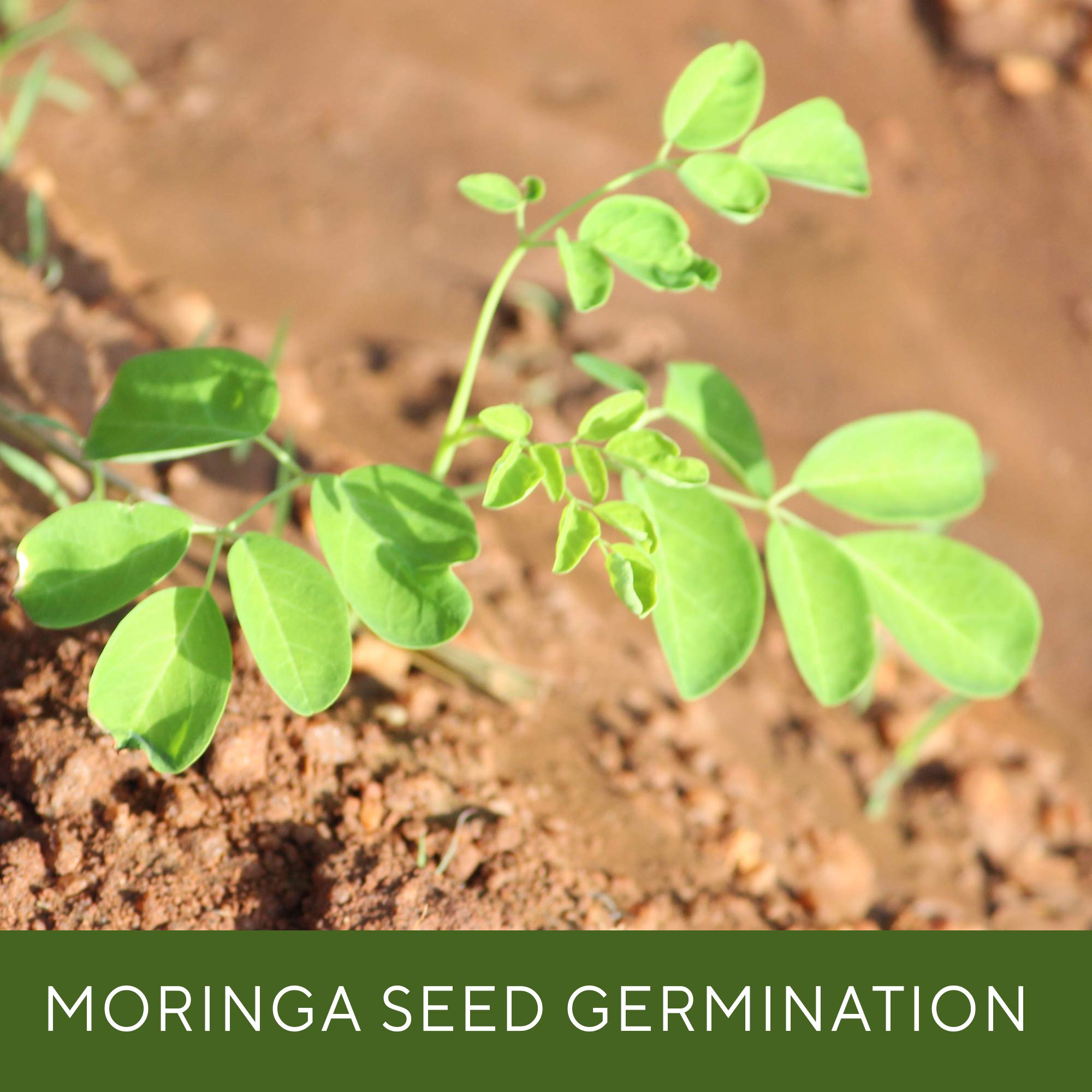 Grenera Moringa Seeds edible snack option with nutrients