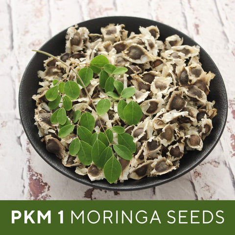 Grenera Moringa Seeds germination timing shown 7 to 10 days