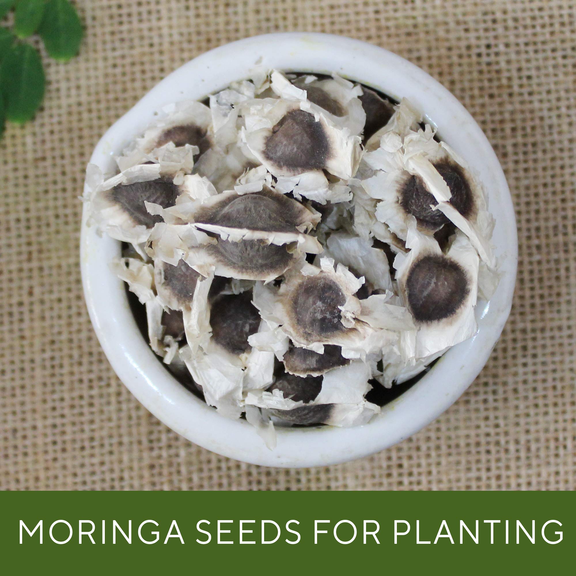 Grenera Moringa Seeds small batch production preserves freshness