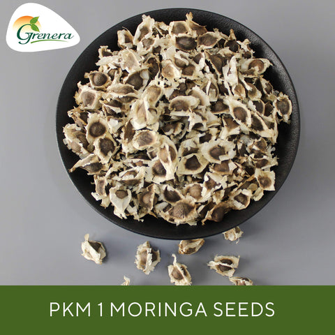 Grenera Moringa Seeds soaking setup for germination prep