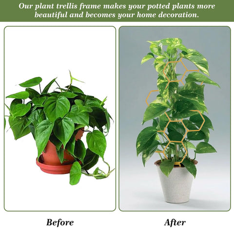 Grevosea indoor trellis adds modern decor while guiding plant growth.