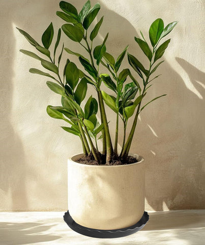 Grjoprt garden-organization saucer set supports nursery setups and gifting