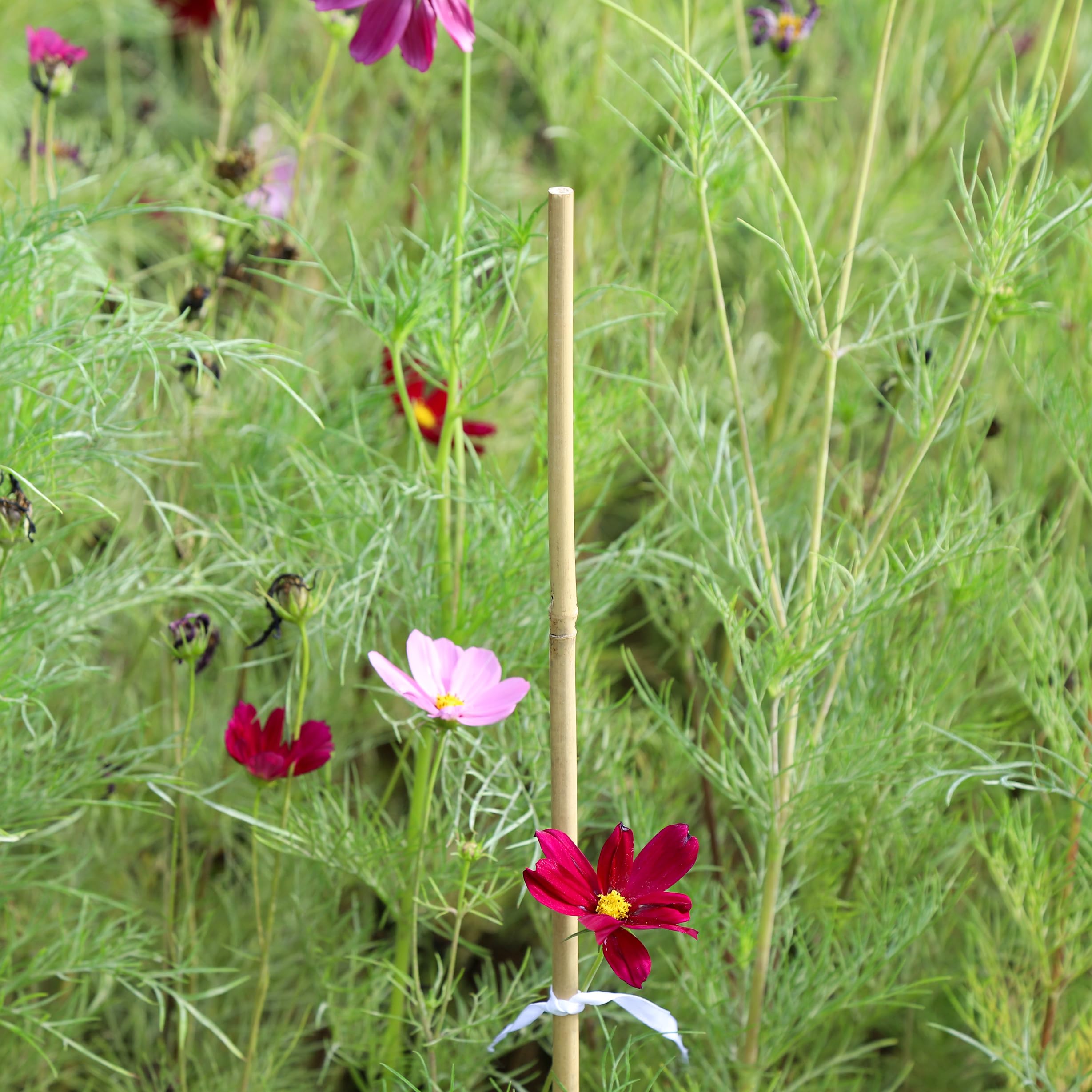 Groovboo 2ft bamboo stake guides climbing plants toward sunlight.