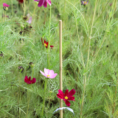 Groovboo 2ft bamboo stake guides climbing plants toward sunlight.