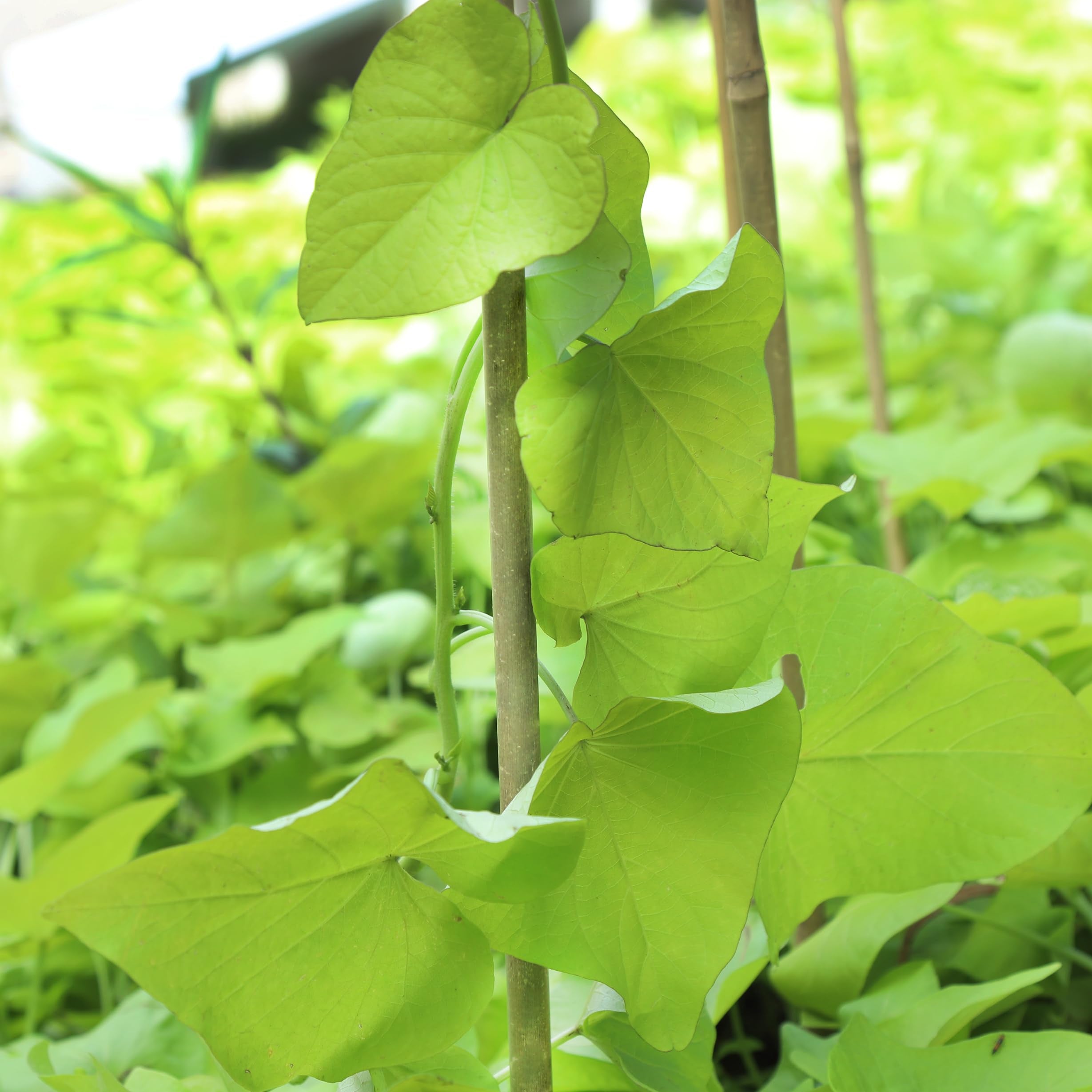 Groovboo durable natural bamboo stake suitable for seasonal use.
