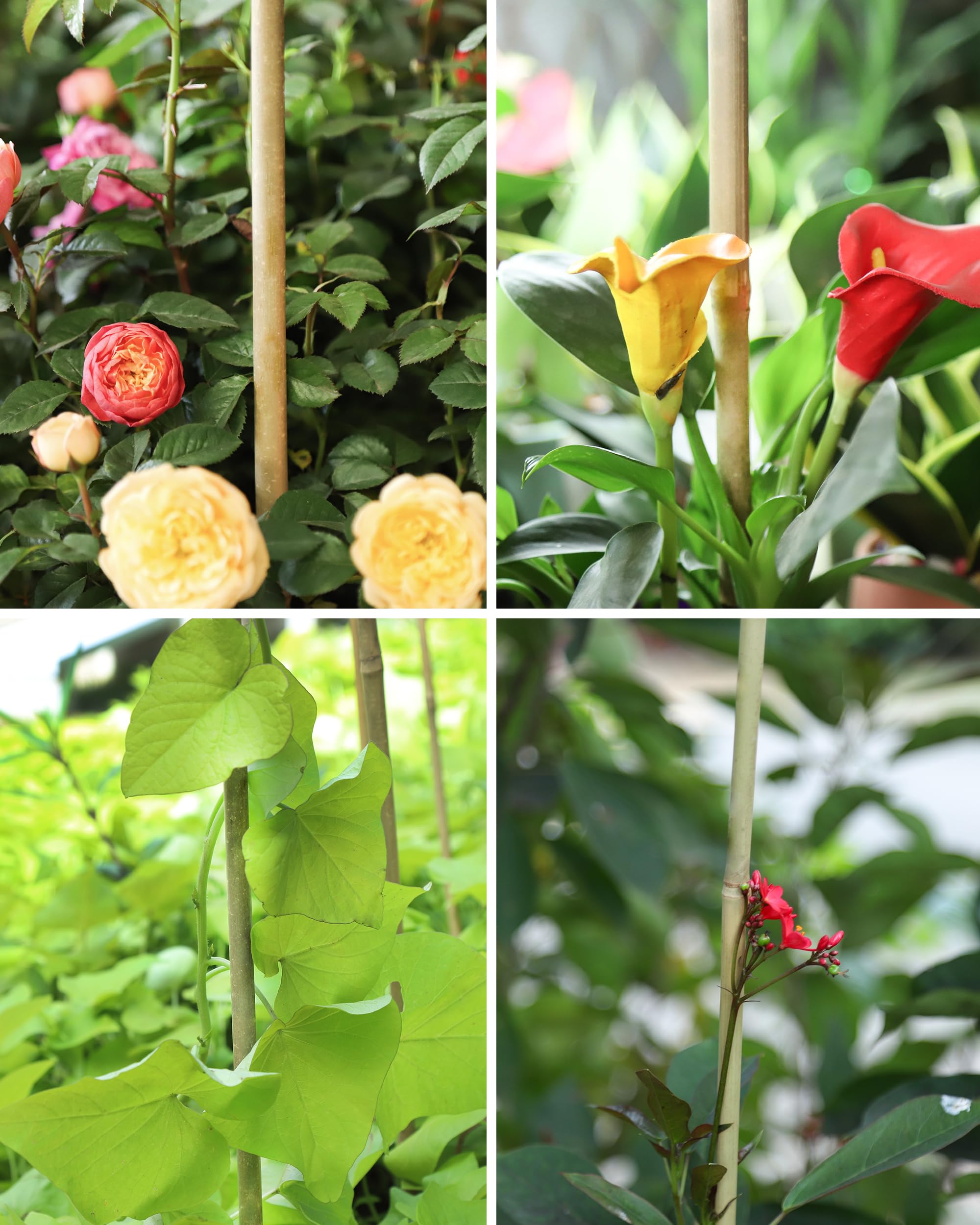 Groovboo packaging of bamboo stakes enables an eco-friendly garden setup.