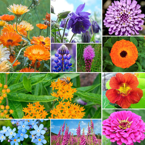 Groundio blooms in about 35-75 days after sowing