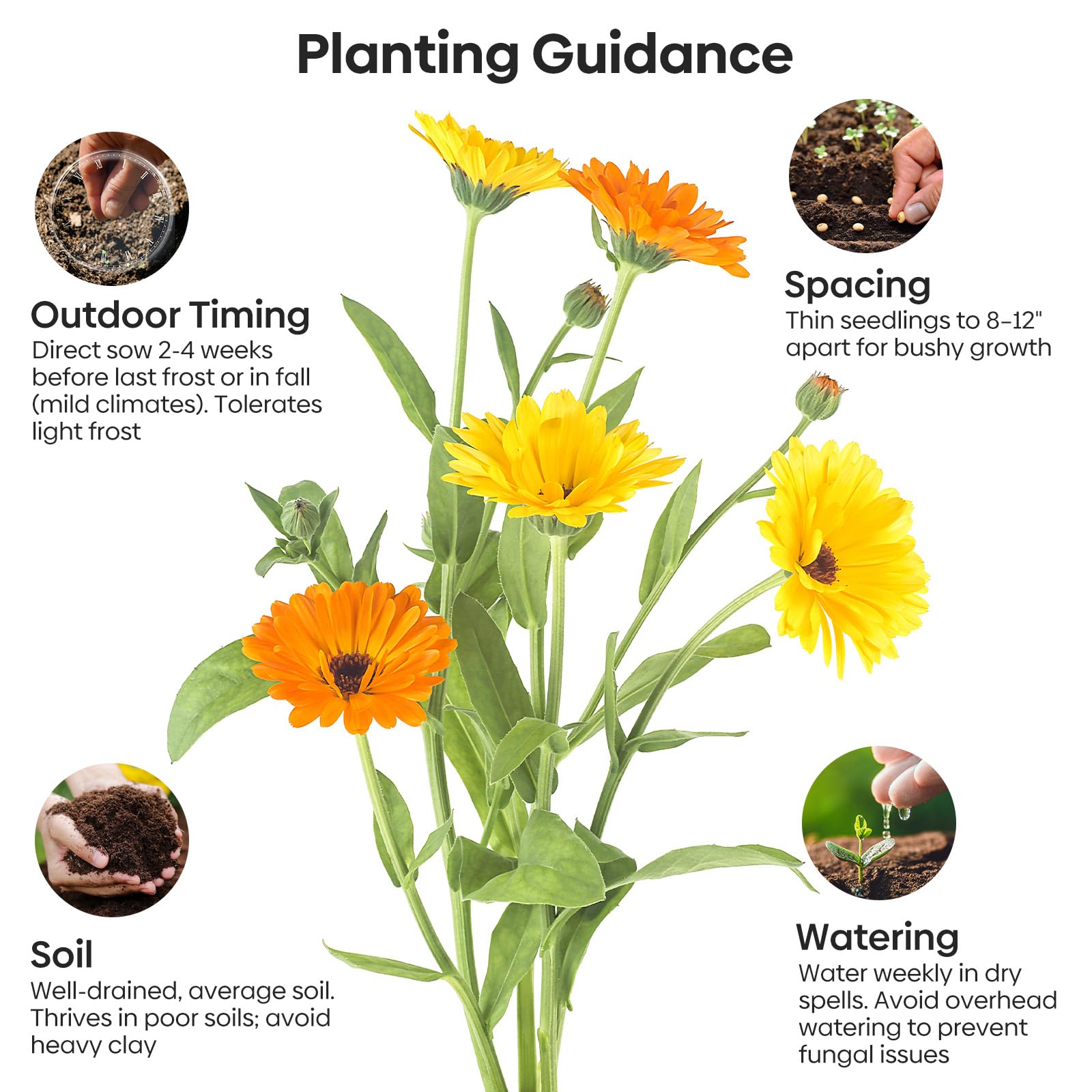 Groundio Calendula Pacific Beauty mix garden bed—bold yellow and orange hues attract bees and hummingbirds.