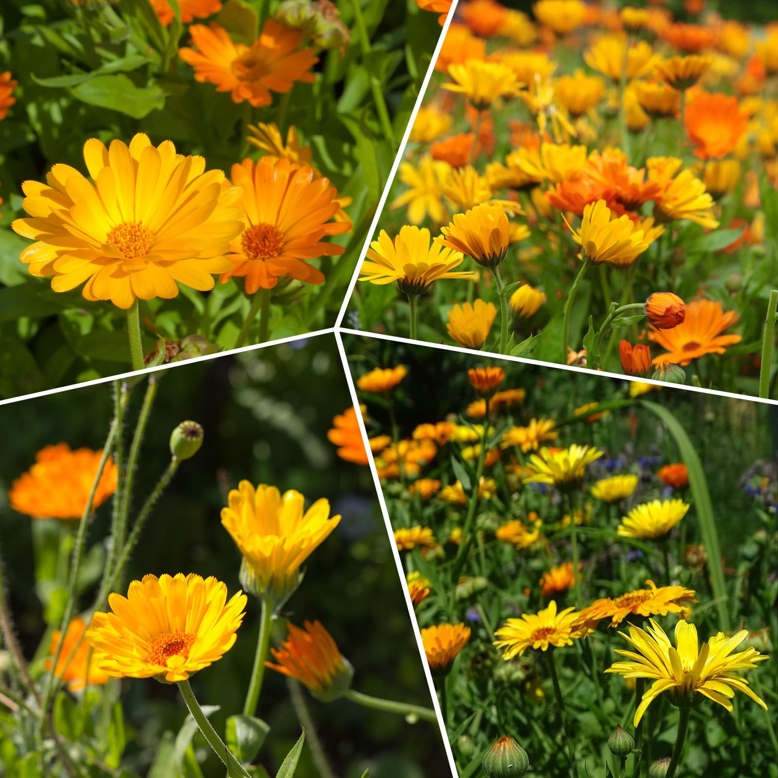 Groundio Calendula Pacific Beauty mix germination-rate—high-quality seeds with strong start for your garden.