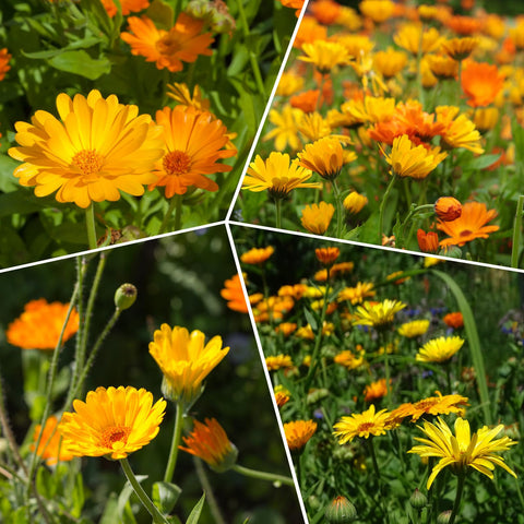 Groundio Calendula Pacific Beauty mix germination-rate—high-quality seeds with strong start for your garden.