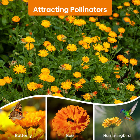 Groundio Calendula Pacific Beauty mix packaging—reusable moisture-proof bag keeps seeds fresh.