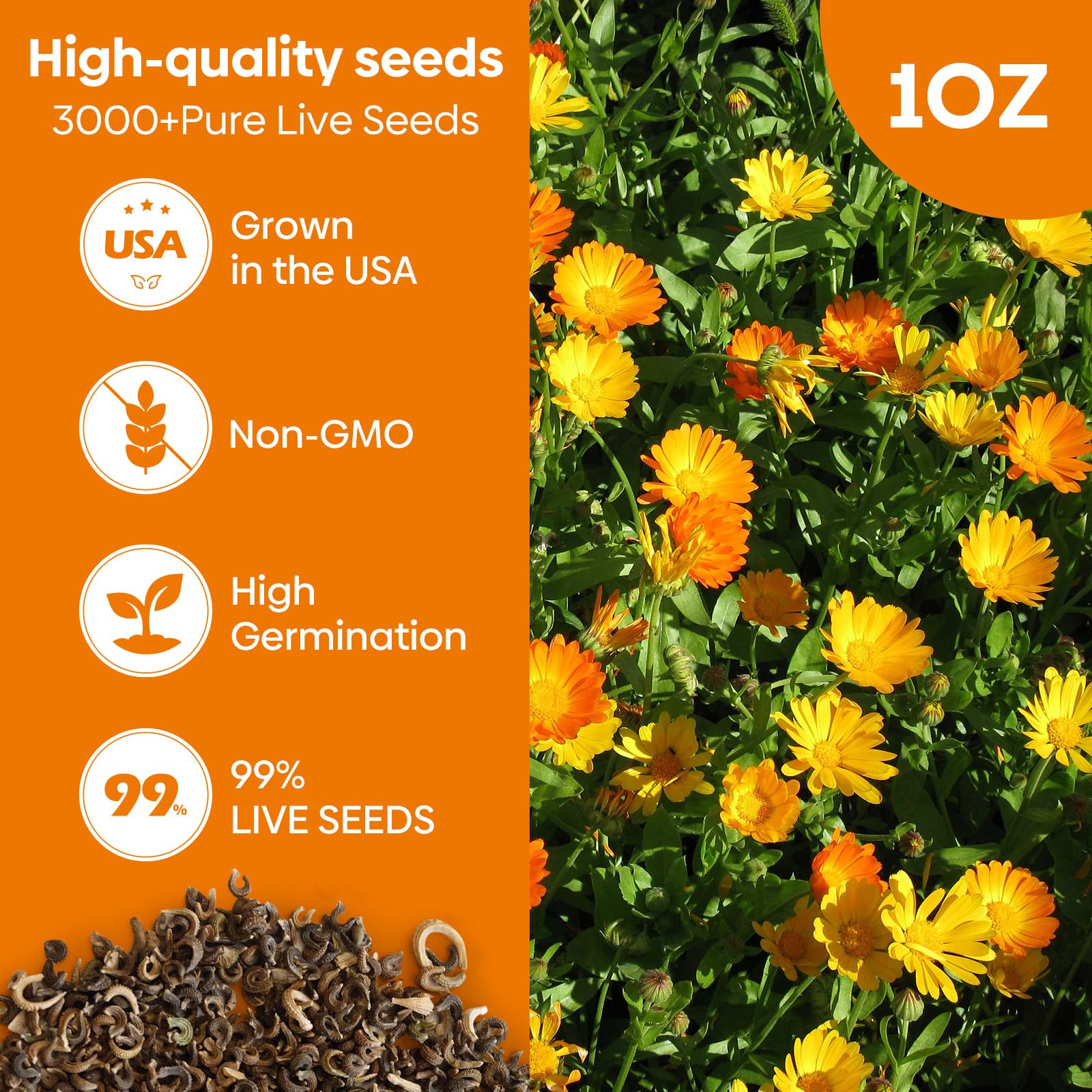 Groundio Calendula Pacific Beauty mix seeds close-up—high germination potential for quick color.