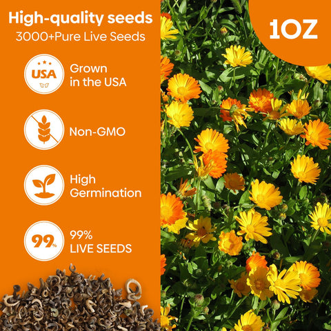 Groundio Calendula Pacific Beauty mix seeds close-up—high germination potential for quick color.