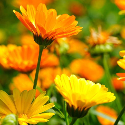 Groundio Calendula Pacific Beauty mix usa-grown—cultivated in the USA for trusted gardening varieties.
