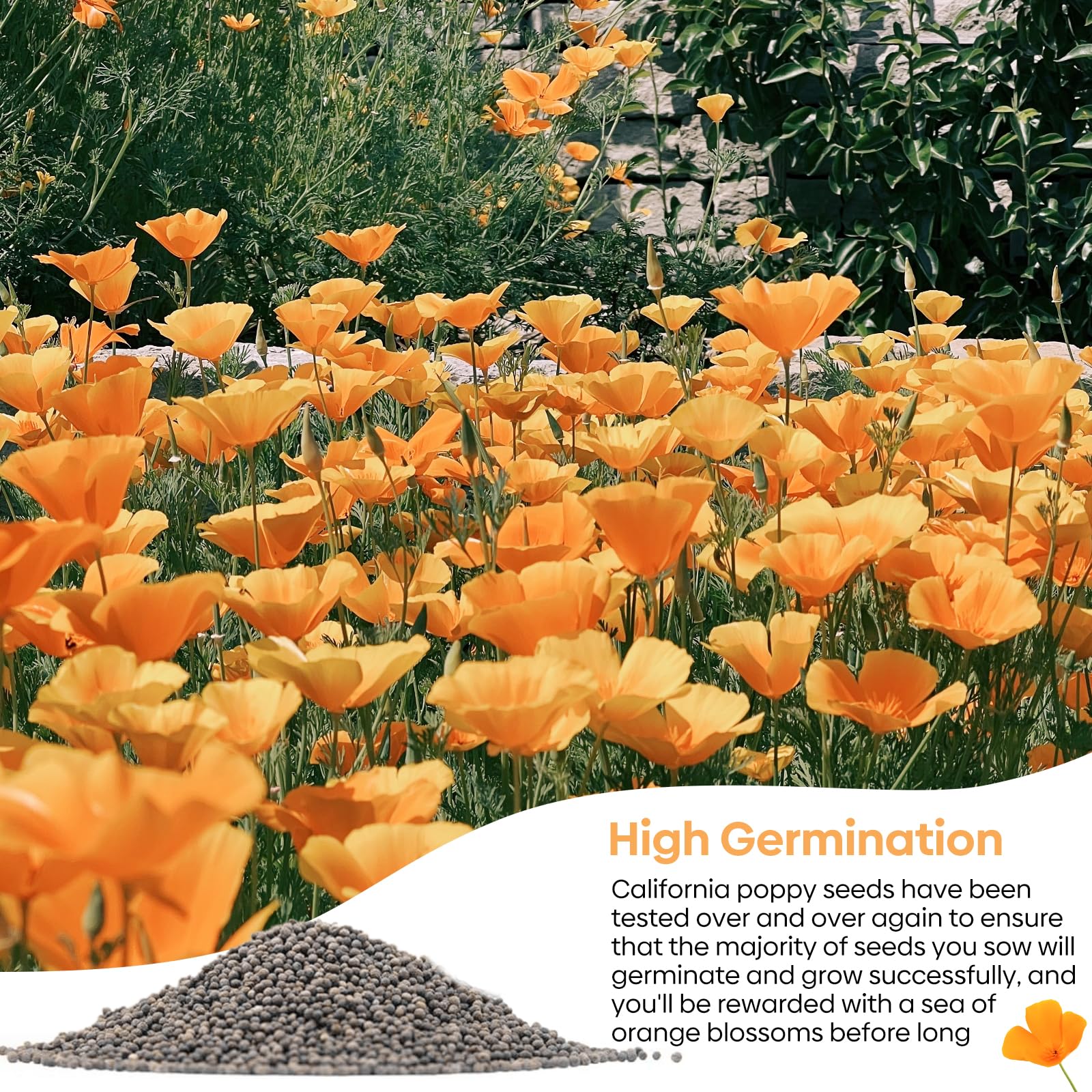 Bees visit bright poppies, supporting garden pollinators.