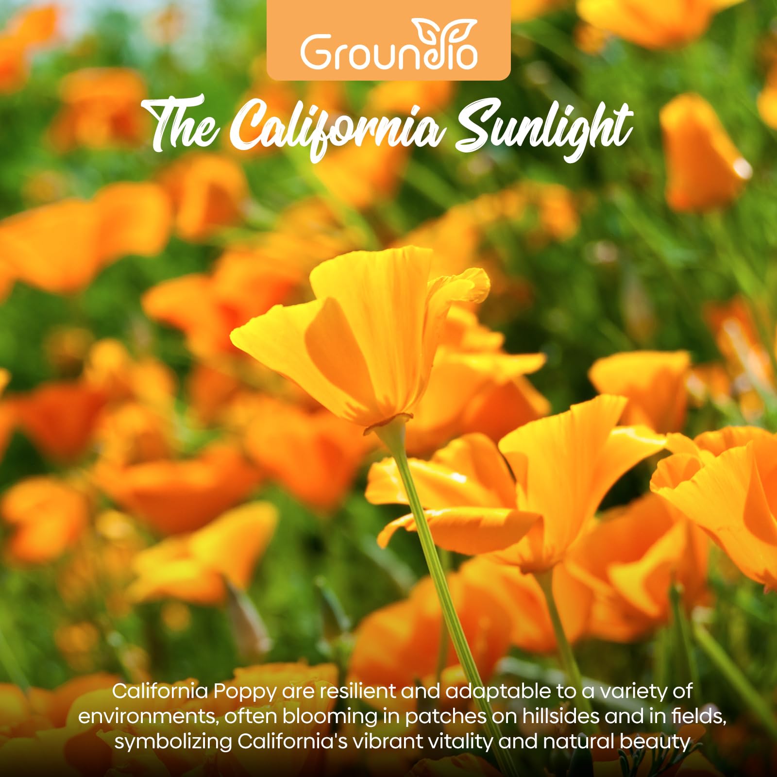 California poppy plant reaching 12 to 18 inches in garden.