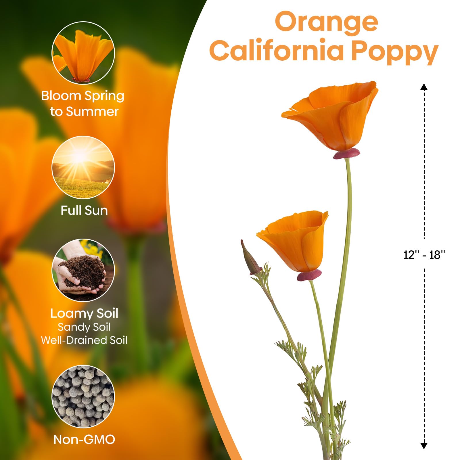 Seed tray with germination-ready Groundio poppy seeds and guide.