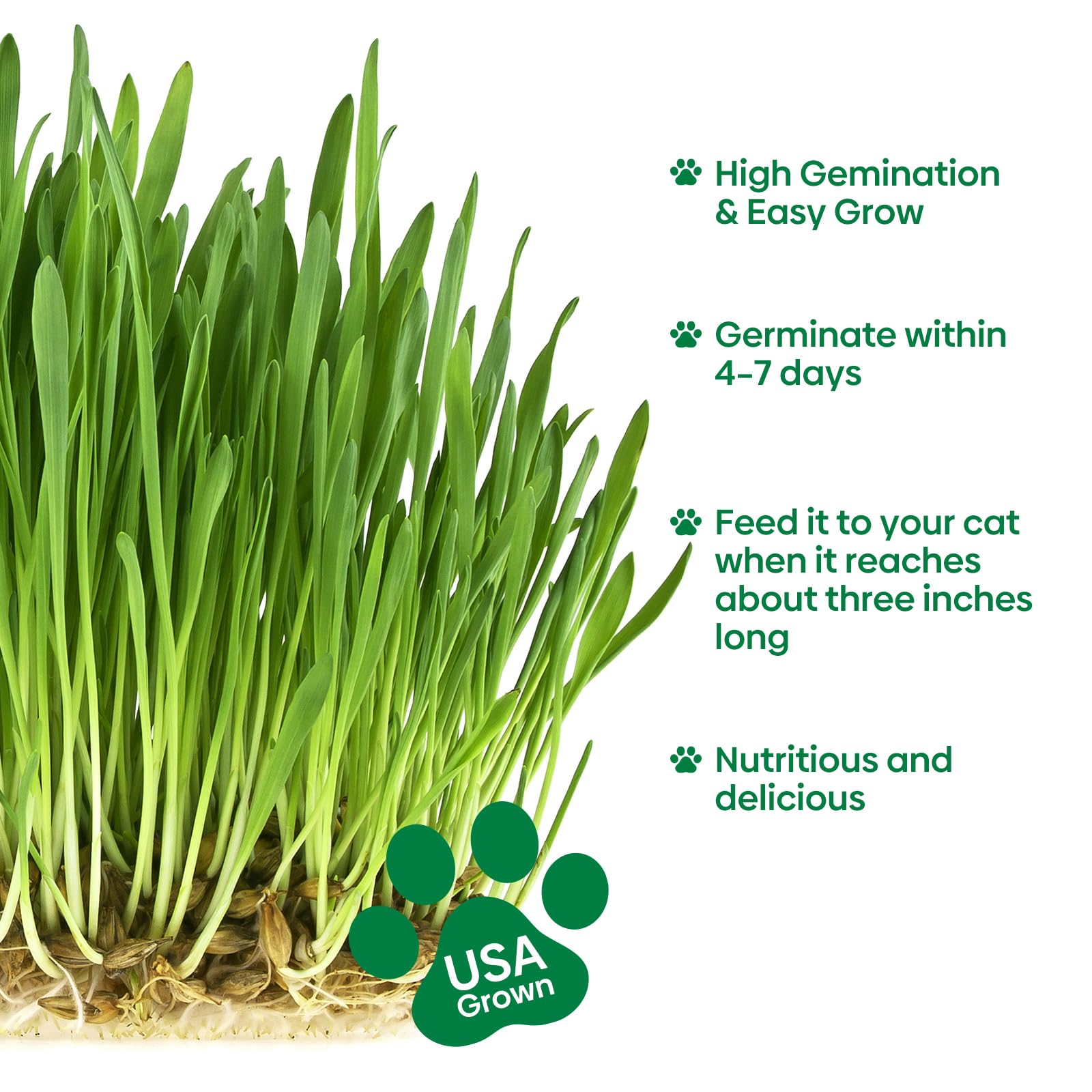 Groundio cat grass reaching 10-20 cm for nibbling and play