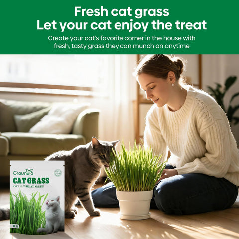 Groundio cat grass seeds spread on soil for easy setup