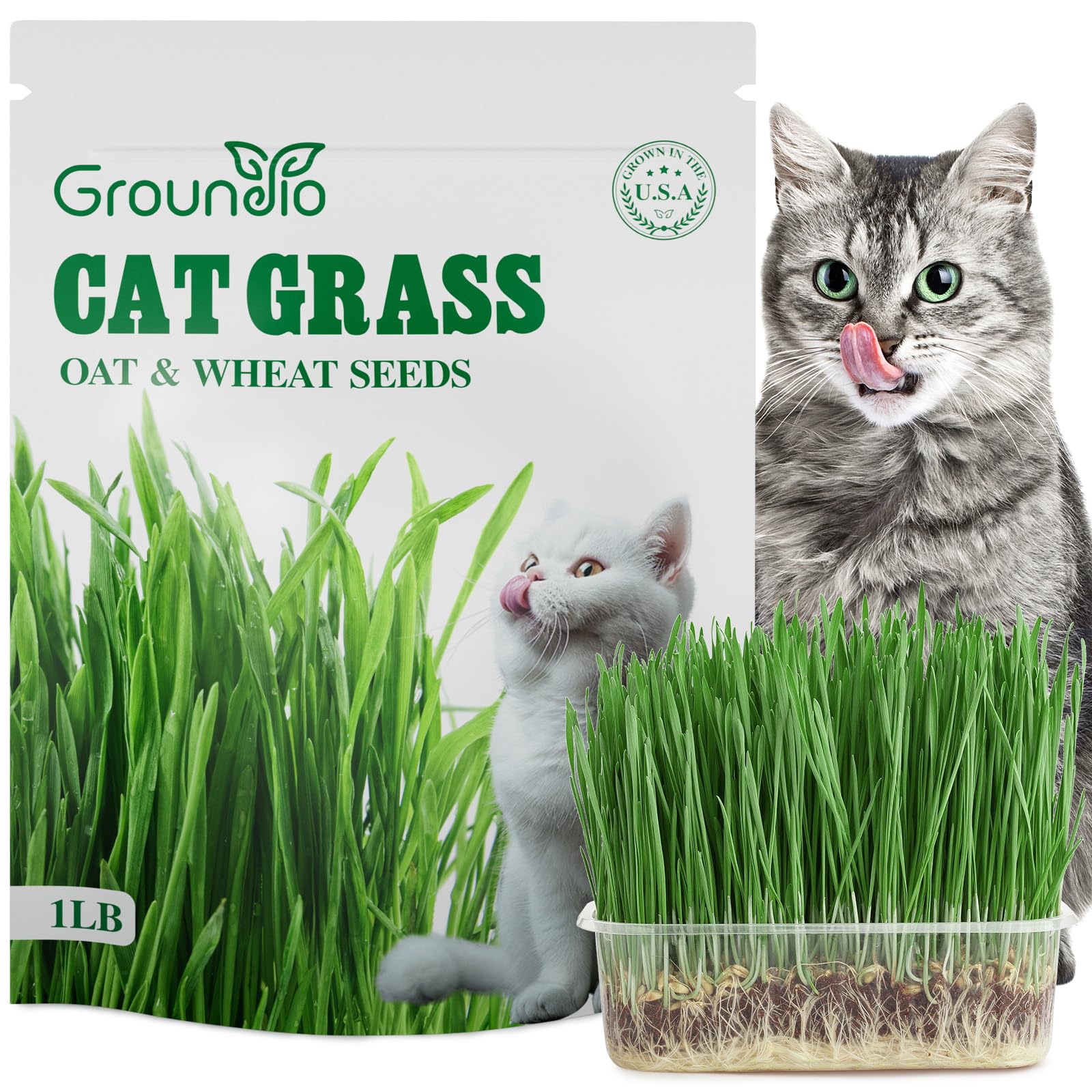 Groundio cat grass seeds package on kitchen counter for indoor cats