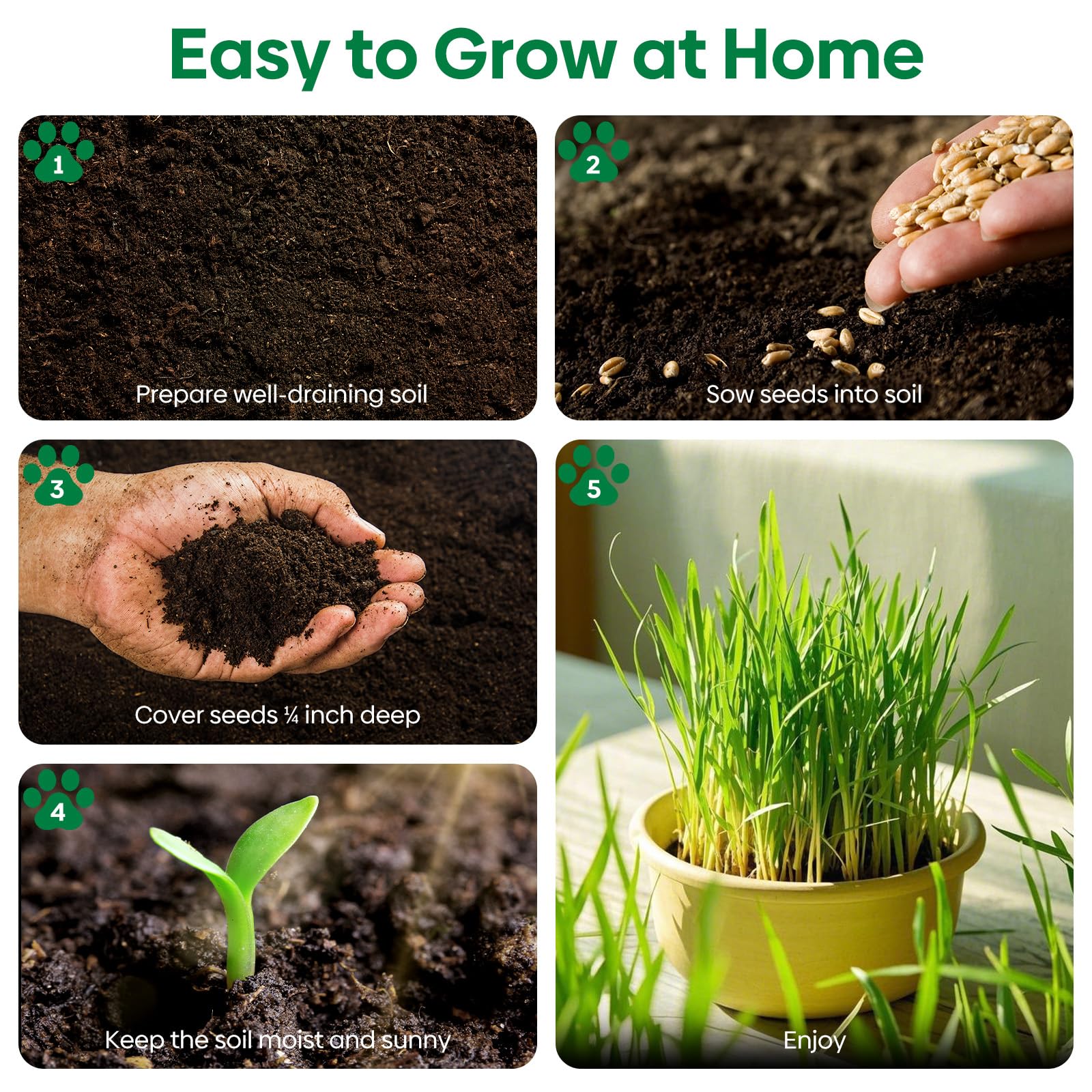 Groundio cat grass grown in the USA for indoor cats