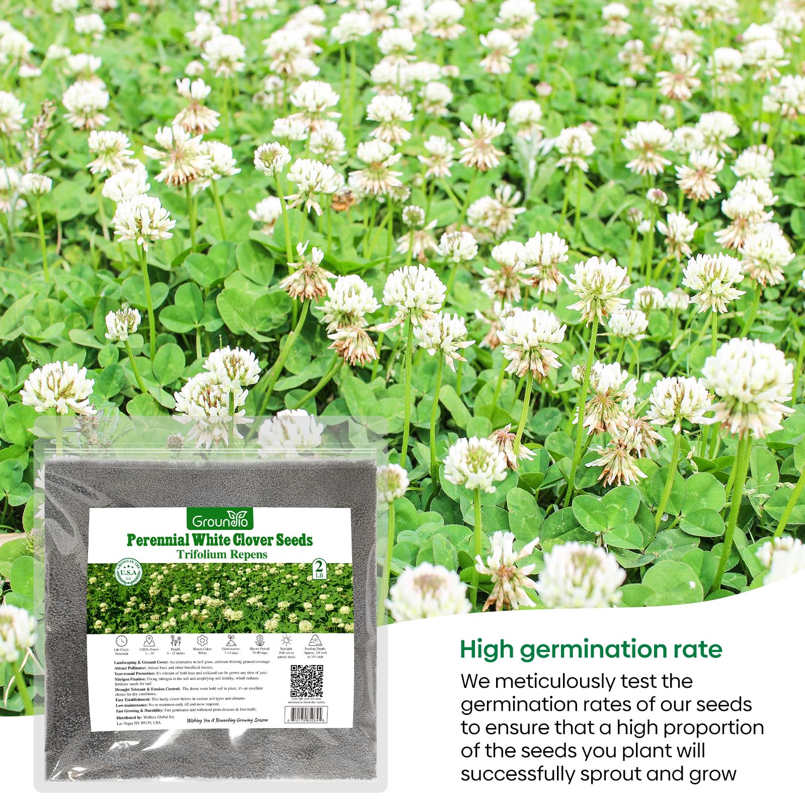 Groundio clover planted between paving stones for a natural look