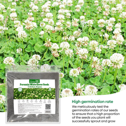 Groundio clover planted between paving stones for a natural look