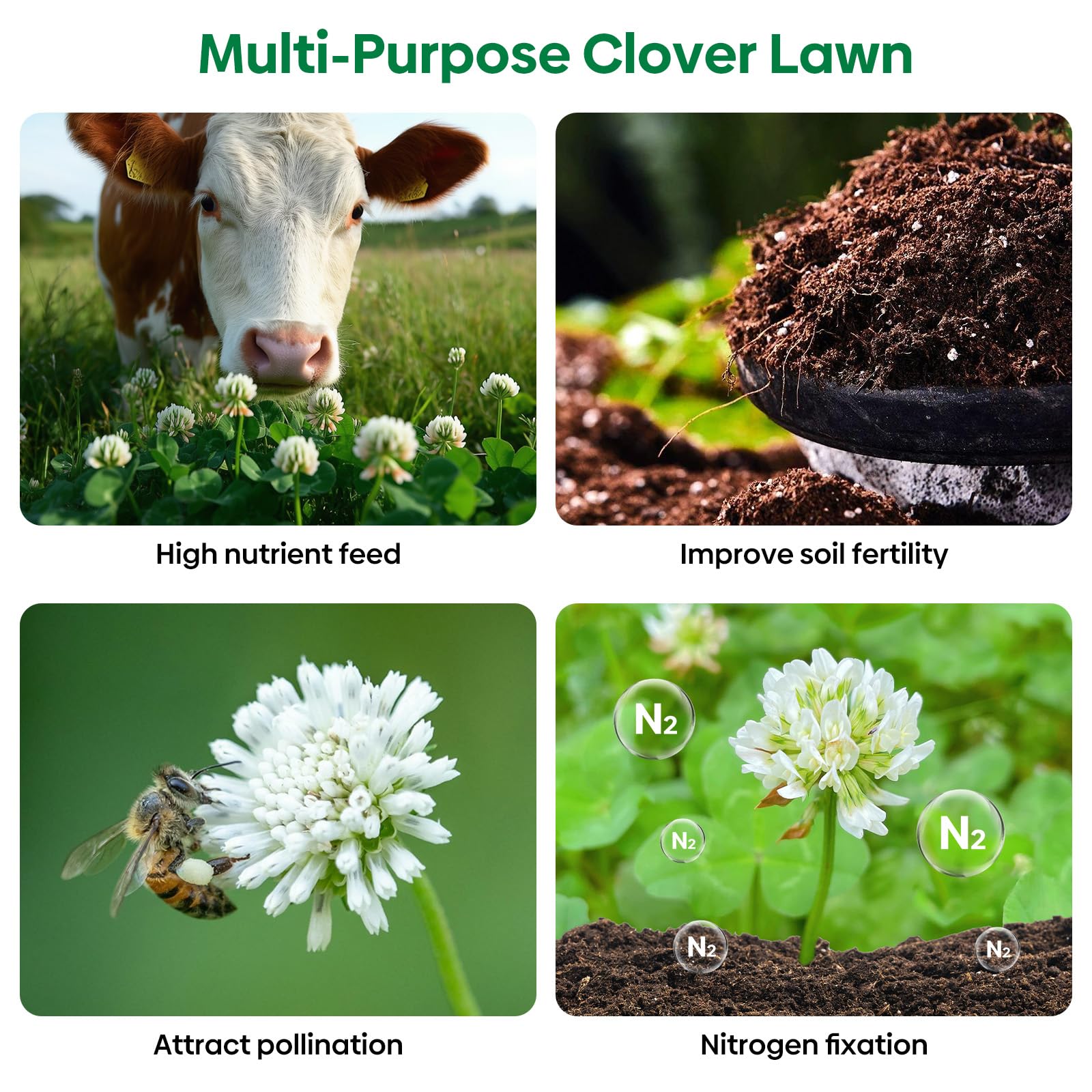 Groundio nitrogen-fixation clover roots illustrated in enriched soil