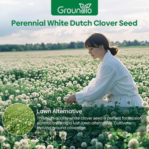 Groundio clover seeds germination process close-up showing sprouting