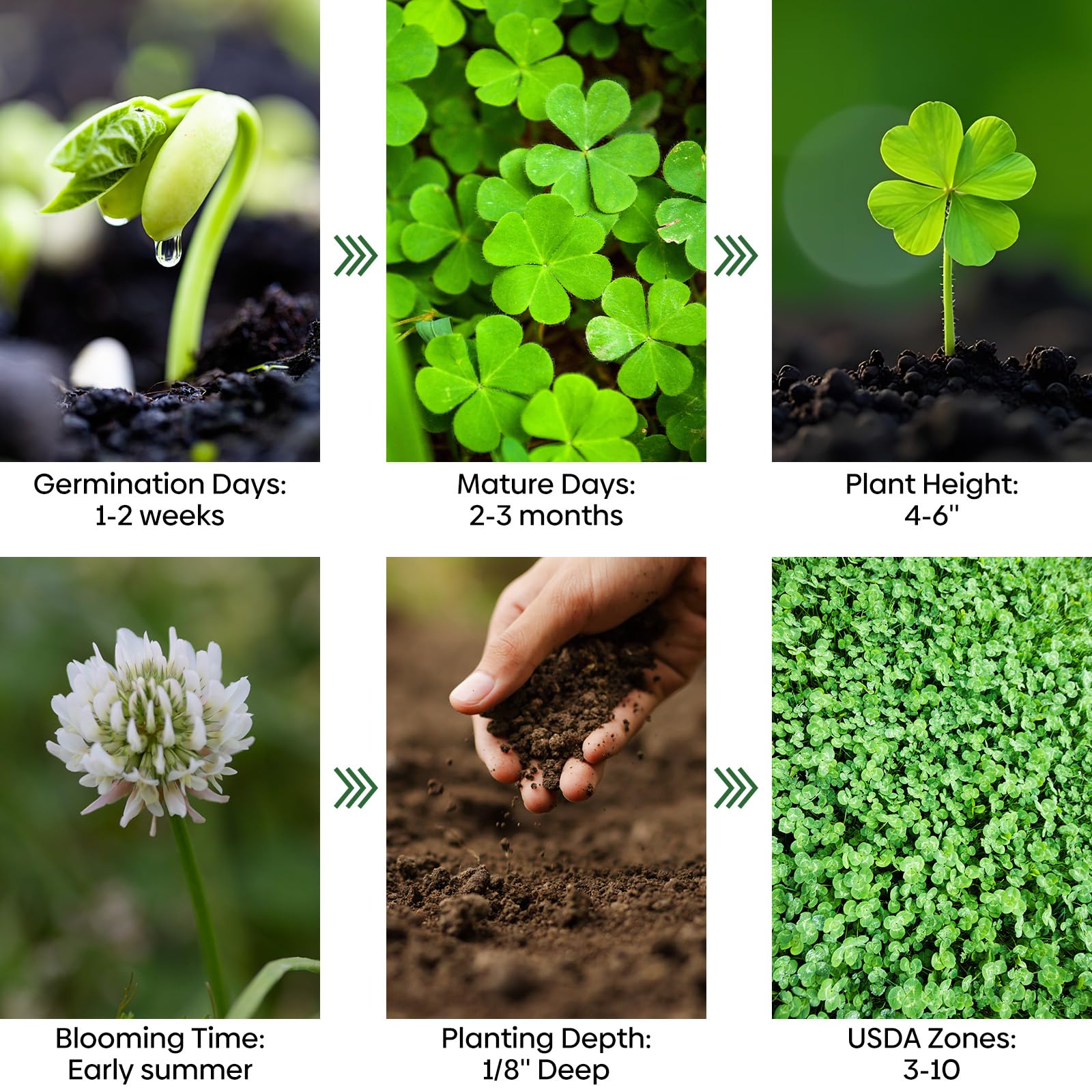 Groundio clover adapts to various soils, including poor soil.
