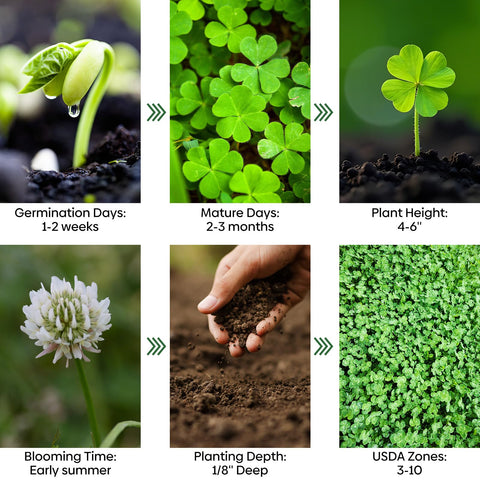 Groundio clover adapts to various soils, including poor soil.