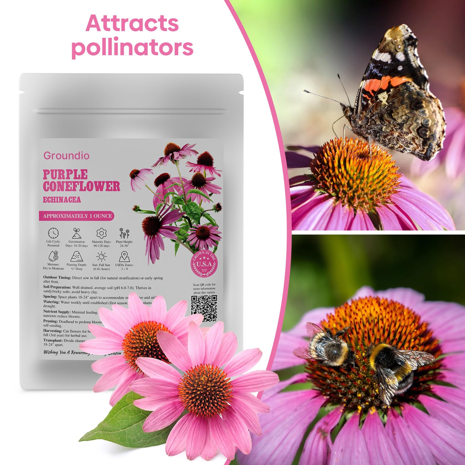 Groundio cut flower-ready coneflower stems in a vase.