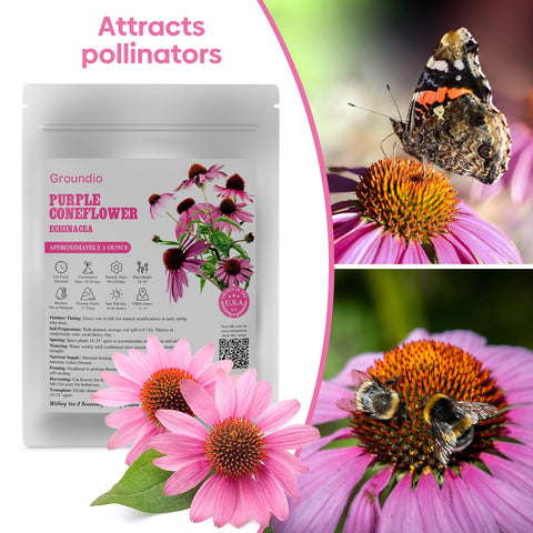 Groundio cut flower-ready coneflower stems in a vase.