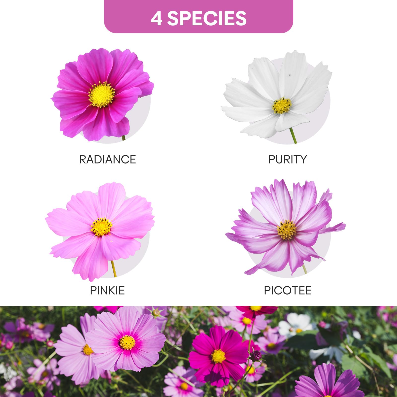 Groundio cosmos attracting butterflies and bees for a thriving pollinator garden