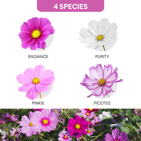 Groundio cosmos attracting butterflies and bees for a thriving pollinator garden