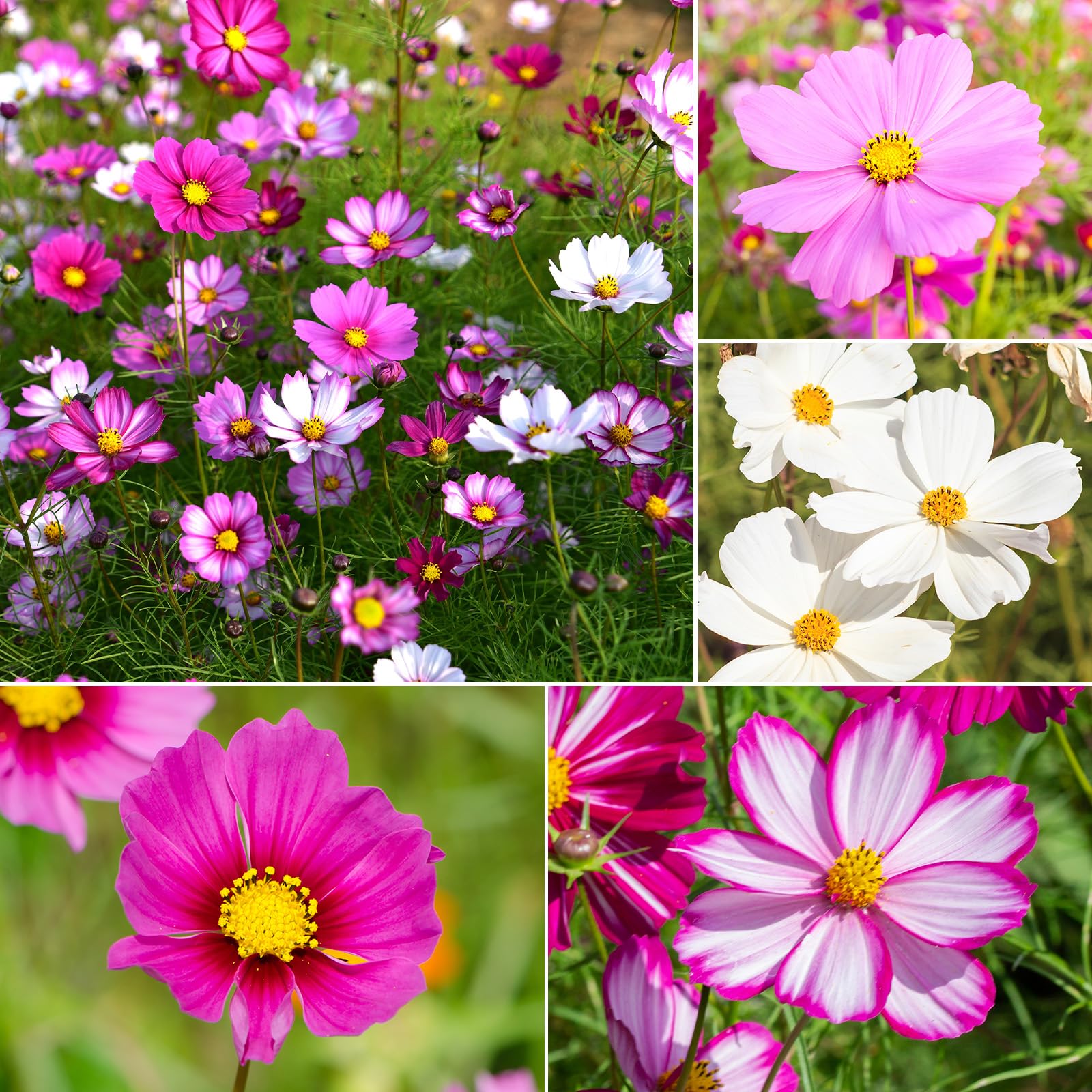 Groundio Radiance cosmos bloom close-up showing vibrant petals for borders