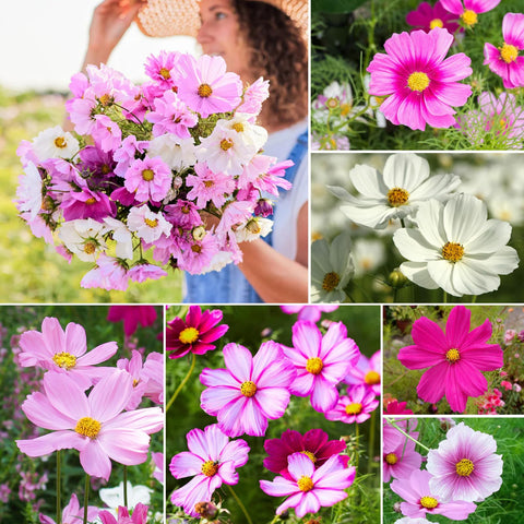 Groundio Cosmos Seeds Pollinator garden attracting bees and butterflies
