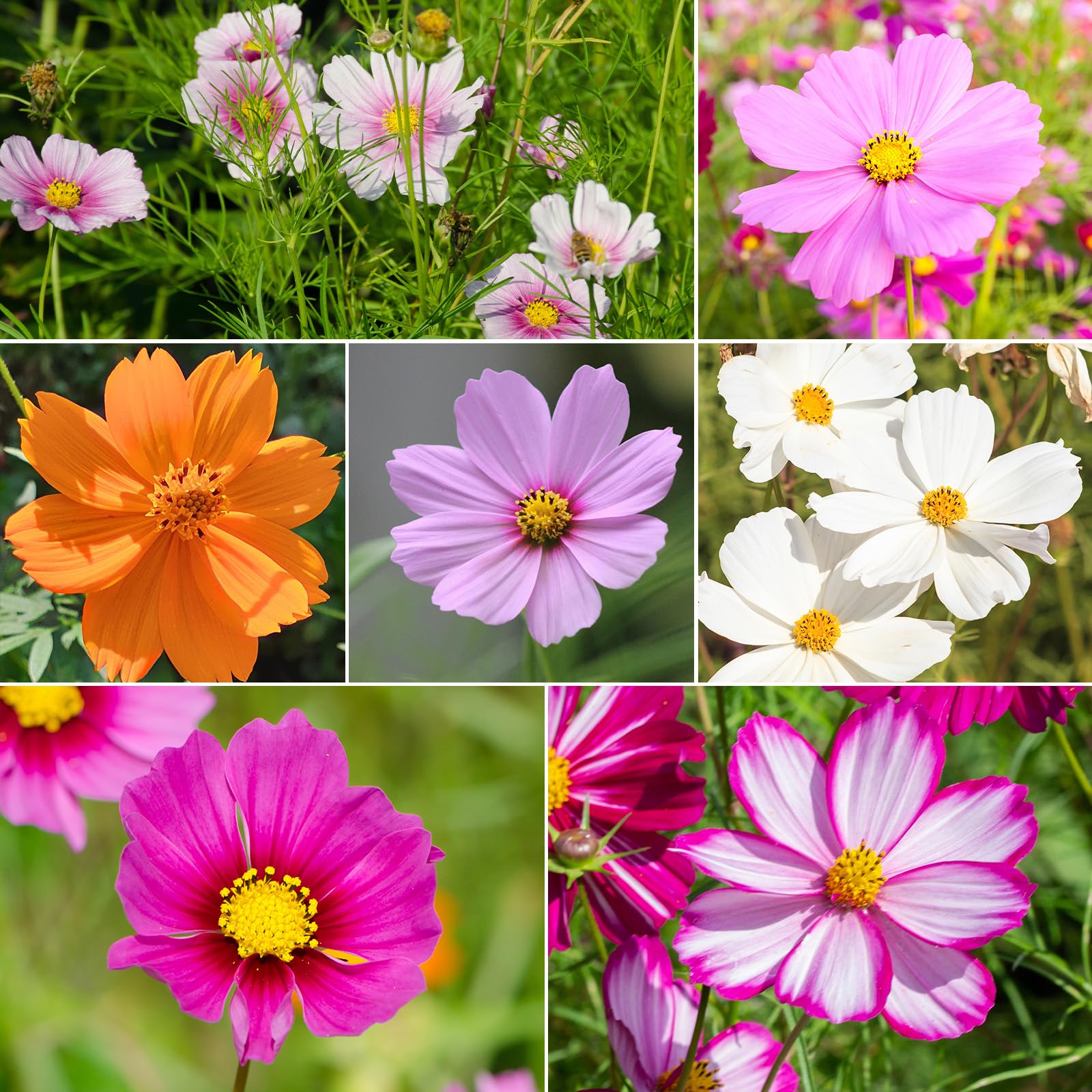 Groundio Cosmos Gloria mix with bold blooms and long-season appeal