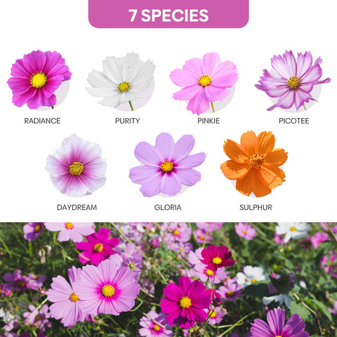 Groundio Cosmos Purity mix with white blooms and elegant height