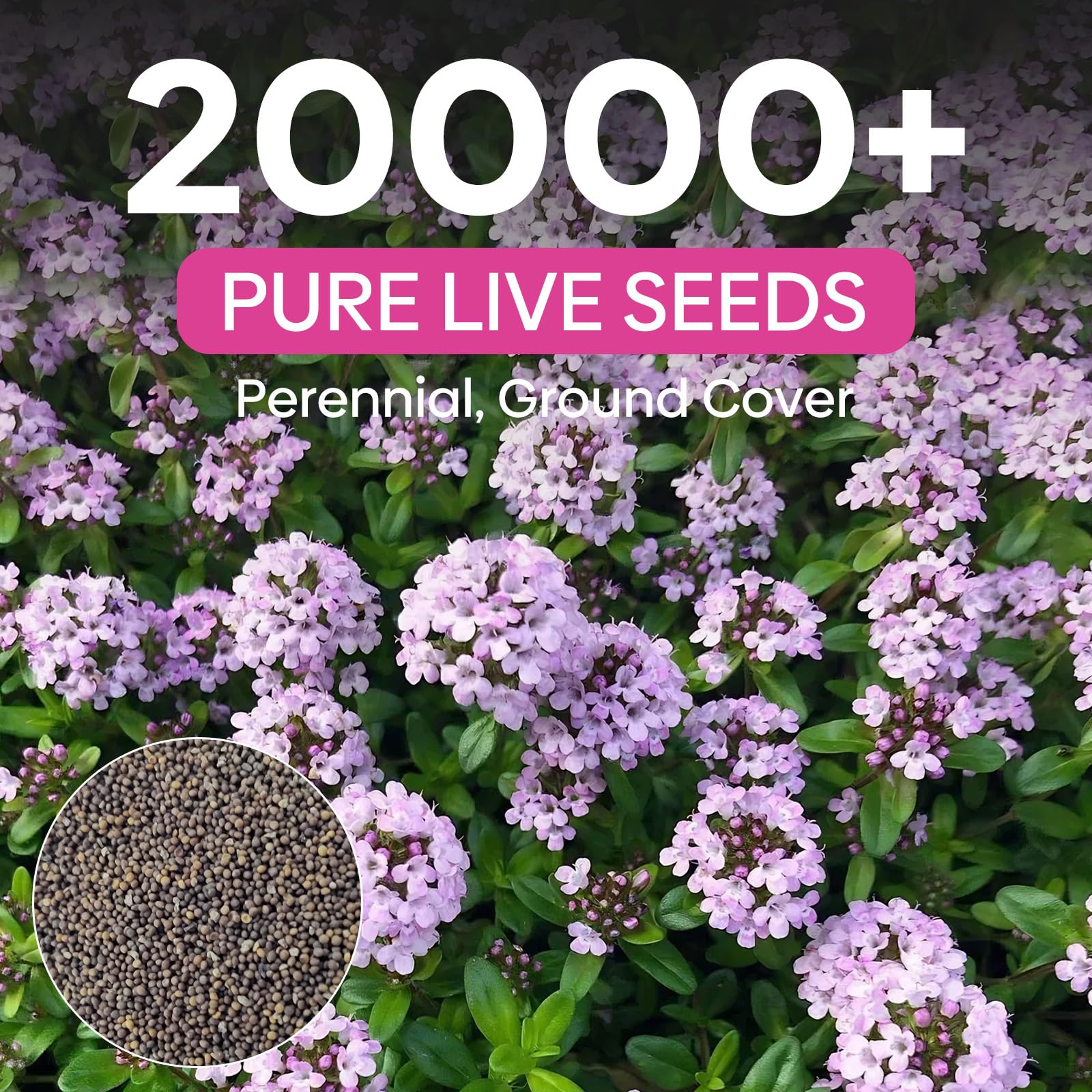 Groundio creeping thyme seeds bloom into perennial flowers attracting pollinators.