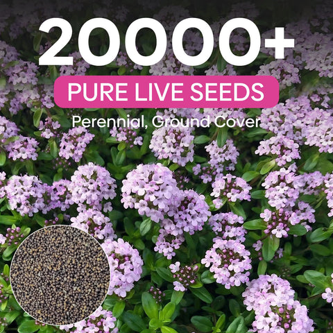 Groundio creeping thyme seeds bloom into perennial flowers attracting pollinators.