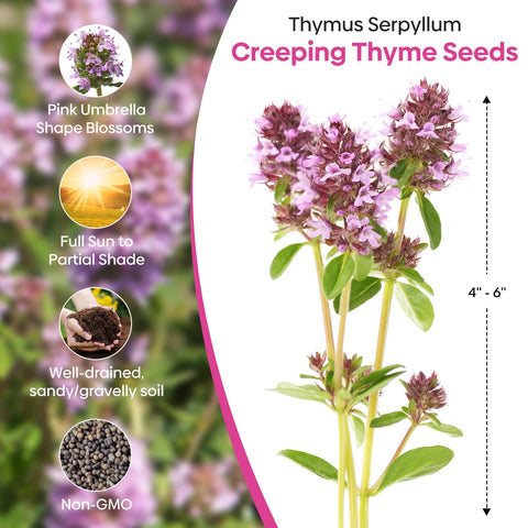 Groundio creeping thyme seeds tolerate drought and dry soils.